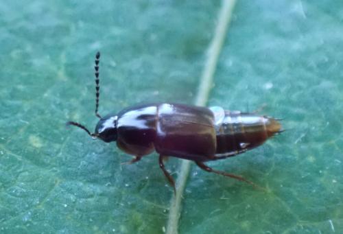 Tachinus sp.